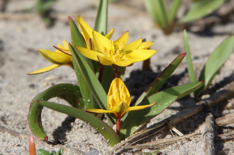 Tulipa dasystemon bestellen